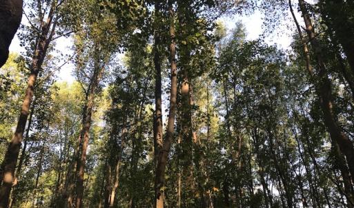 Photo of UNDER CONTRACT!  61.43 Acres of Farm and Timber Land For Sale in Wilson County NC!