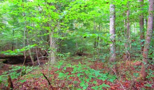 Photo of UNDER CONTRACT!  10.08 Acres of Hunting Land For Sale in Warren County NC!