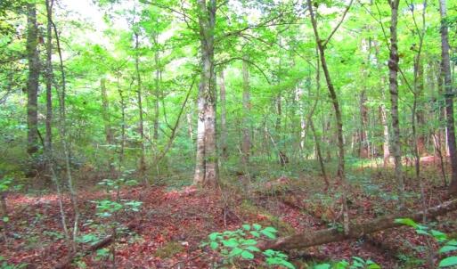 Photo of UNDER CONTRACT!  10.08 Acres of Hunting Land For Sale in Warren County NC!