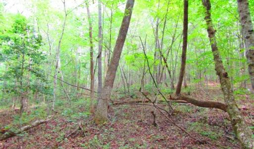 Photo of UNDER CONTRACT!  10.08 Acres of Hunting Land For Sale in Warren County NC!