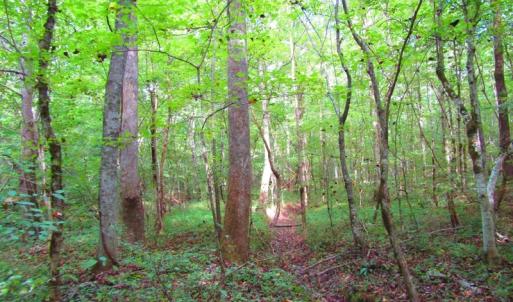 Photo of UNDER CONTRACT!  10.08 Acres of Hunting Land For Sale in Warren County NC!