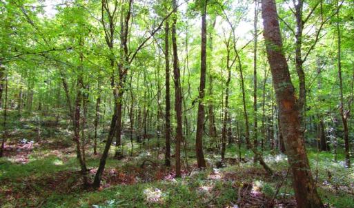 Photo of UNDER CONTRACT!  10.08 Acres of Hunting Land For Sale in Warren County NC!