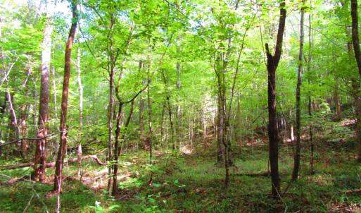 Photo of UNDER CONTRACT!  10.08 Acres of Hunting Land For Sale in Warren County NC!