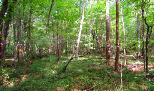 Photo of UNDER CONTRACT!  10.08 Acres of Hunting Land For Sale in Warren County NC!