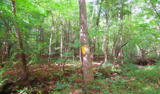 Photo of UNDER CONTRACT!  10.08 Acres of Hunting Land For Sale in Warren County NC!