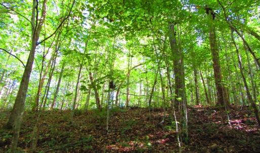 Photo of UNDER CONTRACT!  10.08 Acres of Hunting Land For Sale in Warren County NC!