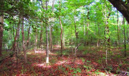 Photo of UNDER CONTRACT!  10.08 Acres of Hunting Land For Sale in Warren County NC!