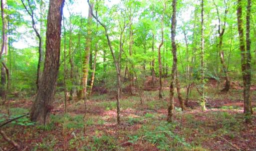 Photo of UNDER CONTRACT!  10.08 Acres of Hunting Land For Sale in Warren County NC!