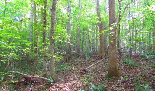 Photo of UNDER CONTRACT!  10.08 Acres of Hunting Land For Sale in Warren County NC!