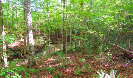 Photo of UNDER CONTRACT!  10.08 Acres of Hunting Land For Sale in Warren County NC!