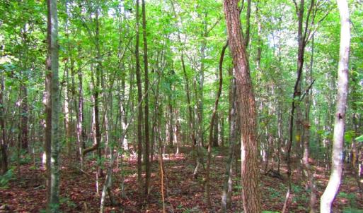 Photo of UNDER CONTRACT!  10.08 Acres of Hunting Land For Sale in Warren County NC!