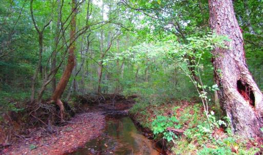 Photo of UNDER CONTRACT!  10.08 Acres of Hunting Land For Sale in Warren County NC!