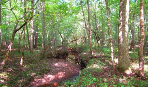 Photo of UNDER CONTRACT!  10.08 Acres of Hunting Land For Sale in Warren County NC!