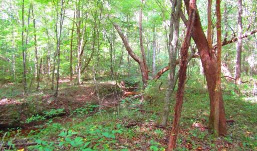 Photo of UNDER CONTRACT!  10.08 Acres of Hunting Land For Sale in Warren County NC!