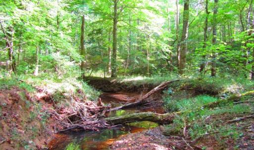 Photo of UNDER CONTRACT!  10.08 Acres of Hunting Land For Sale in Warren County NC!