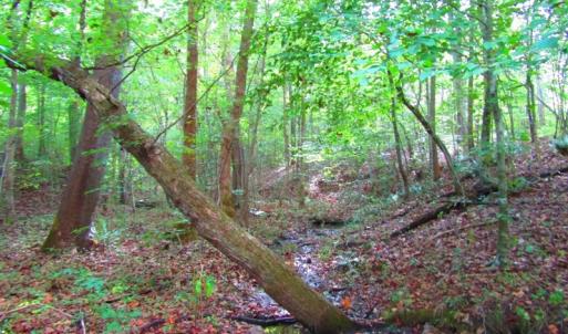 Photo of UNDER CONTRACT!  10.08 Acres of Hunting Land For Sale in Warren County NC!