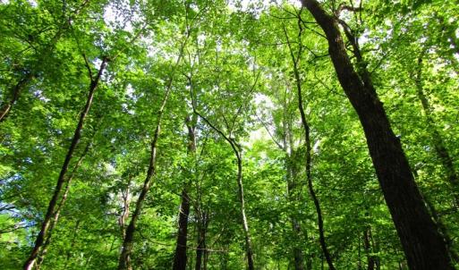 Photo of UNDER CONTRACT!  10.08 Acres of Hunting Land For Sale in Warren County NC!