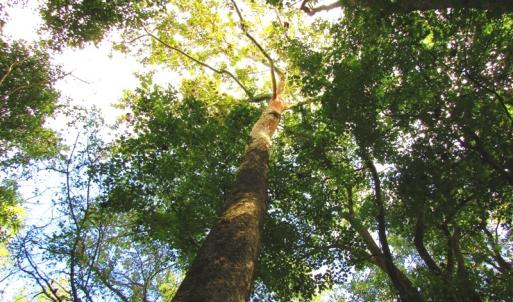 Photo of UNDER CONTRACT!  10.08 Acres of Hunting Land For Sale in Warren County NC!