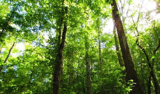 Photo of UNDER CONTRACT!  10.08 Acres of Hunting Land For Sale in Warren County NC!