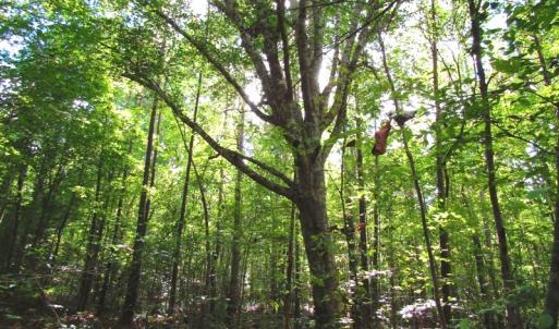 Photo of UNDER CONTRACT!  10.08 Acres of Hunting Land For Sale in Warren County NC!