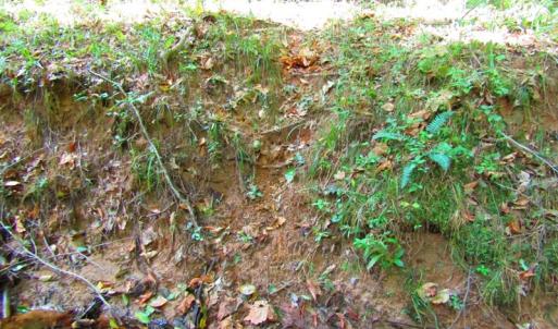 Photo of UNDER CONTRACT!  10.08 Acres of Hunting Land For Sale in Warren County NC!
