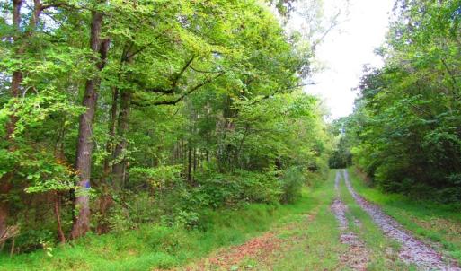 Photo of UNDER CONTRACT!  10.08 Acres of Hunting Land For Sale in Warren County NC!