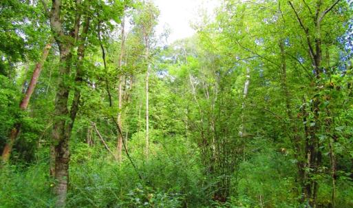 Photo of UNDER CONTRACT!  10.08 Acres of Hunting Land For Sale in Warren County NC!