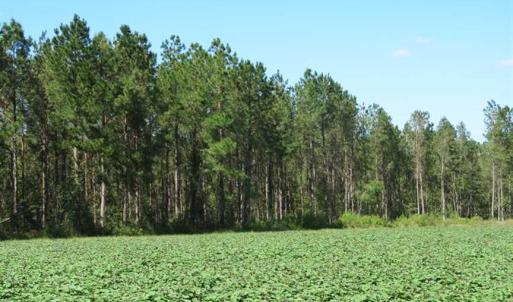 Photo of SOLD!!  97 Acres of Farm and Timber Land For Sale in Columbus County NC!