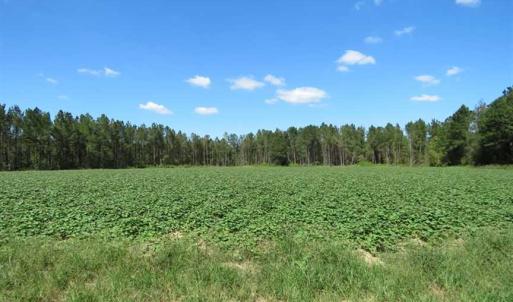 Photo of SOLD!!  97 Acres of Farm and Timber Land For Sale in Columbus County NC!