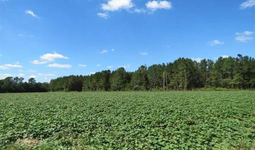 Photo of SOLD!!  97 Acres of Farm and Timber Land For Sale in Columbus County NC!