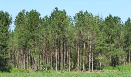 Photo of SOLD!!  97 Acres of Farm and Timber Land For Sale in Columbus County NC!