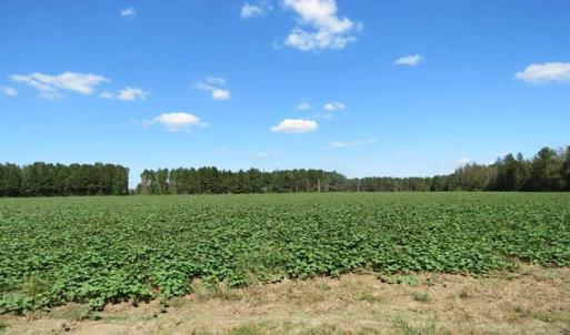Photo of SOLD!!  97 Acres of Farm and Timber Land For Sale in Columbus County NC!