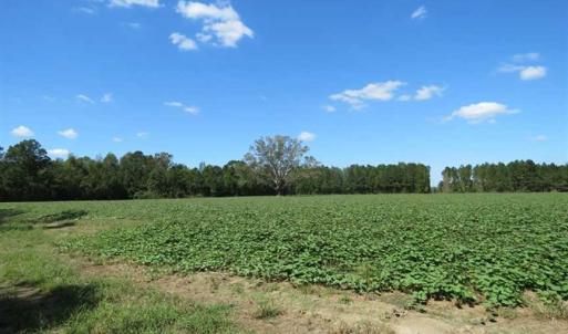Photo of SOLD!!  97 Acres of Farm and Timber Land For Sale in Columbus County NC!
