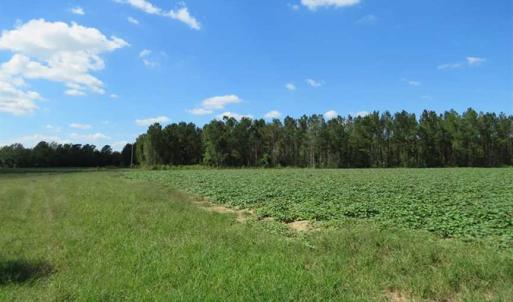 Photo of SOLD!!  97 Acres of Farm and Timber Land For Sale in Columbus County NC!