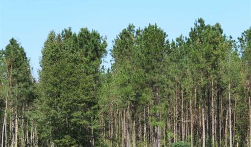 Photo of SOLD!!  97 Acres of Farm and Timber Land For Sale in Columbus County NC!