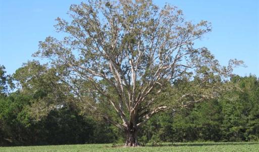 Photo of SOLD!!  97 Acres of Farm and Timber Land For Sale in Columbus County NC!