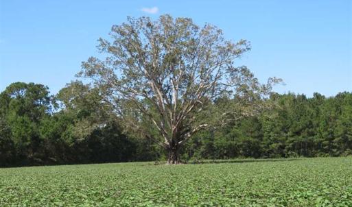 Photo of SOLD!!  97 Acres of Farm and Timber Land For Sale in Columbus County NC!