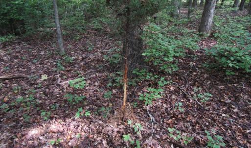 Photo of UNDER CONTRACT!  16 Acres of Hunting and Recreational Land For Sale in Warren County NC!