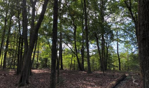 Photo of UNDER CONTRACT!  16 Acres of Hunting and Recreational Land For Sale in Warren County NC!