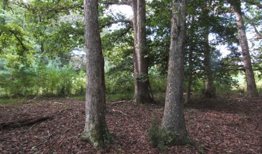 Photo of UNDER CONTRACT!  16 Acres of Hunting and Recreational Land For Sale in Warren County NC!