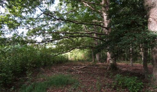 Photo of UNDER CONTRACT!  16 Acres of Hunting and Recreational Land For Sale in Warren County NC!