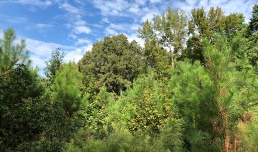 Photo of UNDER CONTRACT!  16 Acres of Hunting and Recreational Land For Sale in Warren County NC!