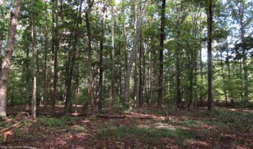 Photo of UNDER CONTRACT!  16 Acres of Hunting and Recreational Land For Sale in Warren County NC!