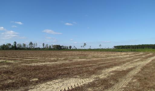 Photo of UNDER CONTRACT!  118 Acres of Farm and Timber Land For Sale in Suffolk VA!