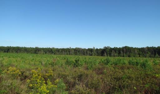 Photo of UNDER CONTRACT!  118 Acres of Farm and Timber Land For Sale in Suffolk VA!