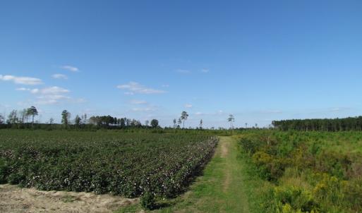 Photo of UNDER CONTRACT!  118 Acres of Farm and Timber Land For Sale in Suffolk VA!