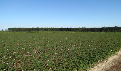 Photo of UNDER CONTRACT!  118 Acres of Farm and Timber Land For Sale in Suffolk VA!