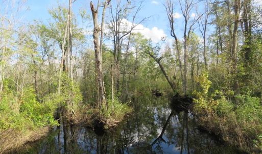 Photo of UNDER CONTRACT!  70 Acres of Hunting Land For Sale in Robeson County NC!
