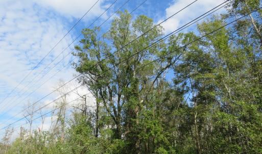Photo of UNDER CONTRACT!  70 Acres of Hunting Land For Sale in Robeson County NC!