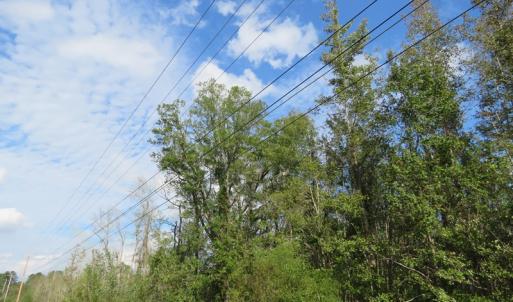 Photo of UNDER CONTRACT!  70 Acres of Hunting Land For Sale in Robeson County NC!